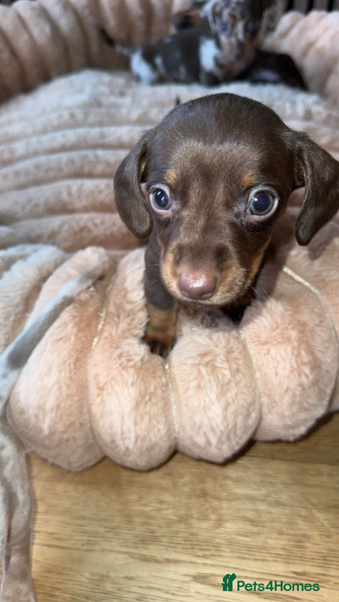 Miniature Dachshund dogs for sale: Miniature Dachshund Puppies - Image 24