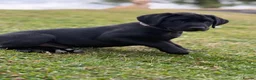 Labrador Retriever dogs for sale: Stunning Labrador Puppies  in Warminster - Advert 5