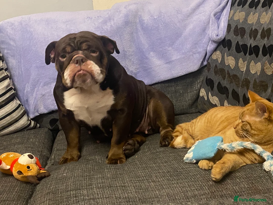 English Bulldog dogs for sale: 19 month old british bulldog female - Advert 8