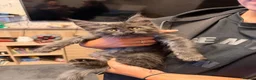 Maine Coon cats for sale: Maine Coon Registered TICA - Advert 25