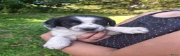 Mixed Breed dogs for sale: Collie x Cocker Spaniel pups in Sedbergh - Advert 4
