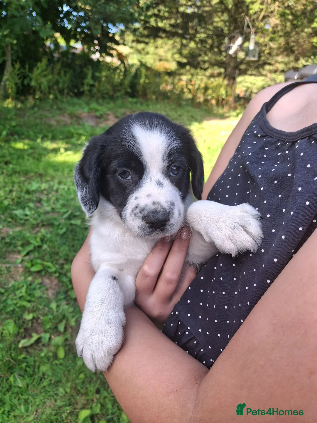 Mixed Breed dogs for sale: Collie x Cocker Spaniel pups in Sedbergh - Advert 4
