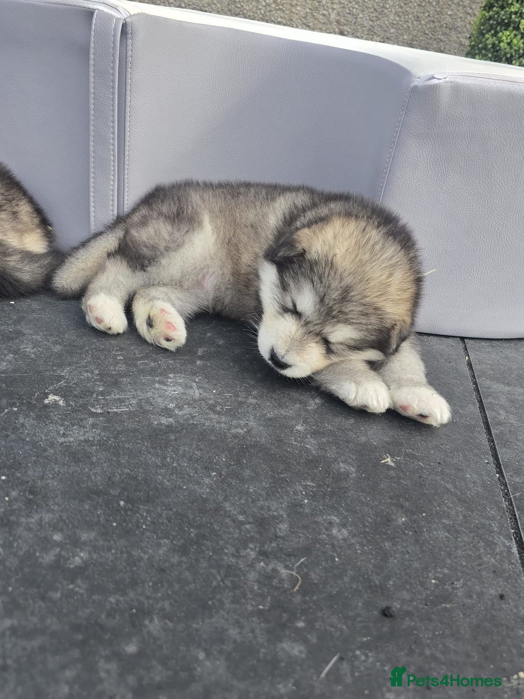 Alaskan Malamute dogs for sale: KC Alaskan malamute puppies champion lines - Image 16