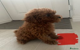 Cavapoo dogs for sale: Health Tested - Toy Cavapoo’s F1b  - Image 5