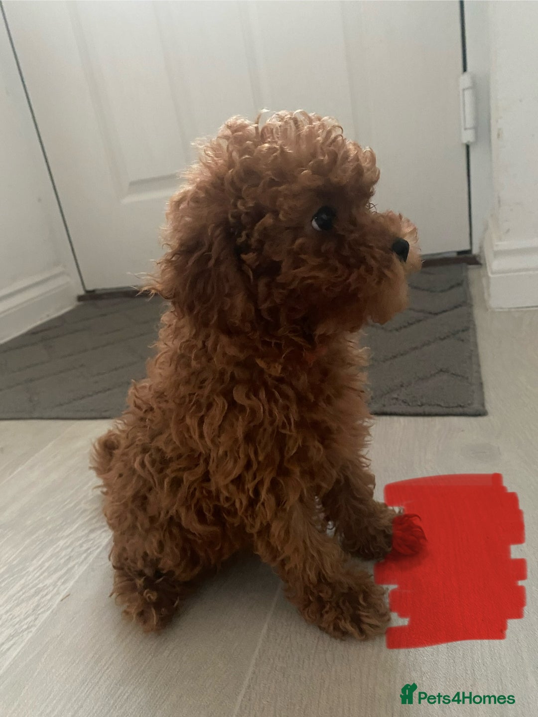 Cavapoo dogs for sale: Health Tested - Toy Cavapoo’s F1b  - Image 5