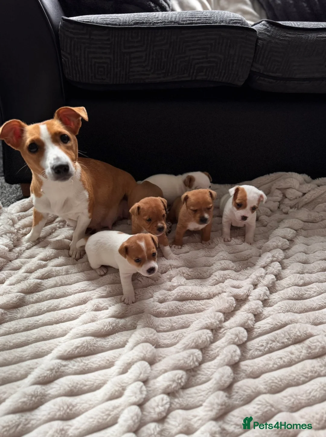 Jack Russell dogs for sale: Jack Russell puppies  in Rotherham - Advert 1