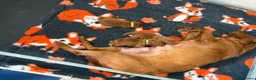 Labrador Retriever dogs for sale: Beautiful Mahogany Red Female puppies available  - Advert 5