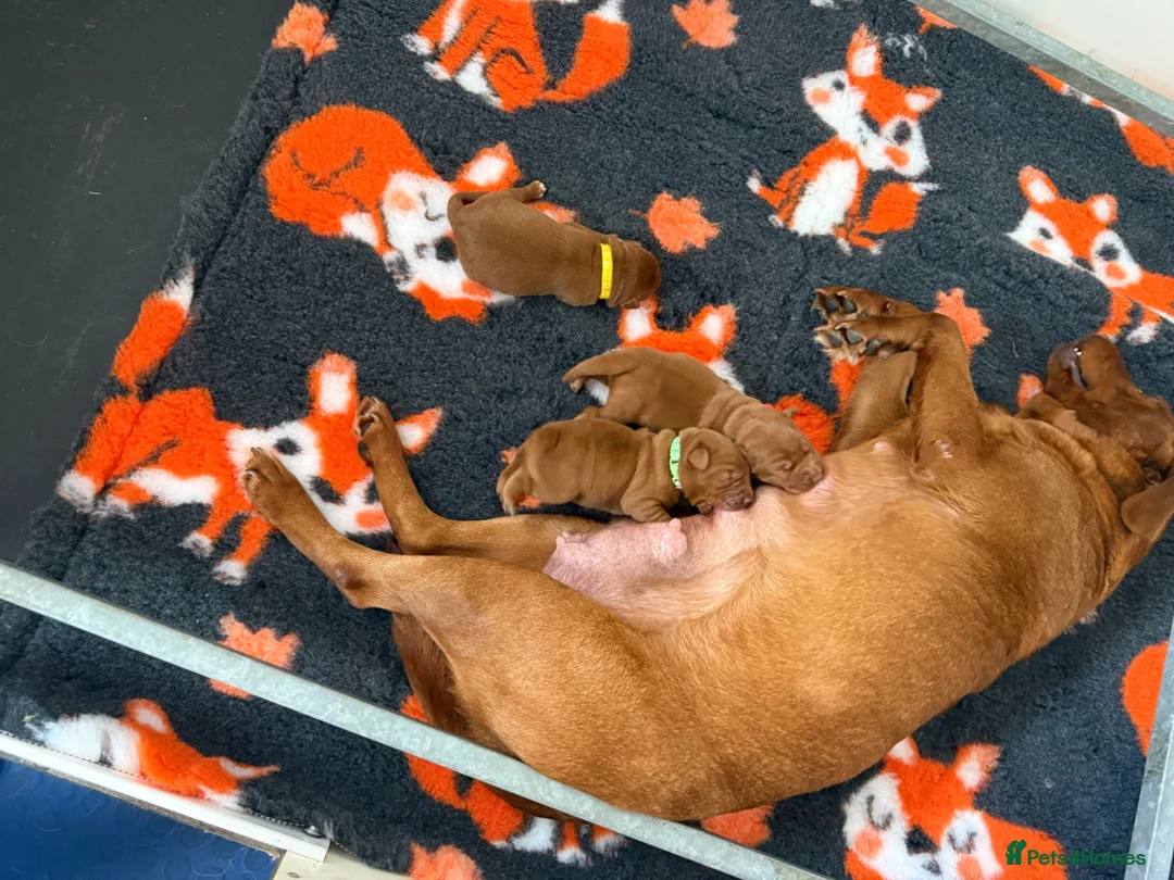Labrador Retriever dogs for sale: Beautiful Mahogany Red Female puppies available  - Advert 5