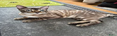 Bengal Kitten 1