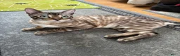 Bengal cats for sale: Snow Lynx Bengal Male kitten - Advert 2