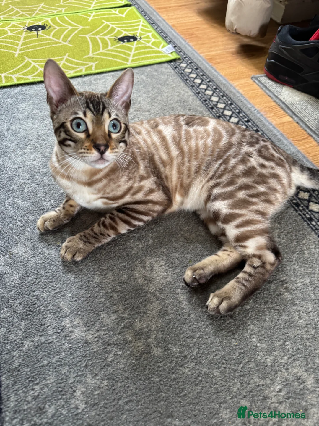 Bengal cats for sale: Snow Lynx Bengal Male kitten - Advert 2