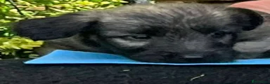 Skye Terrier Puppy 7