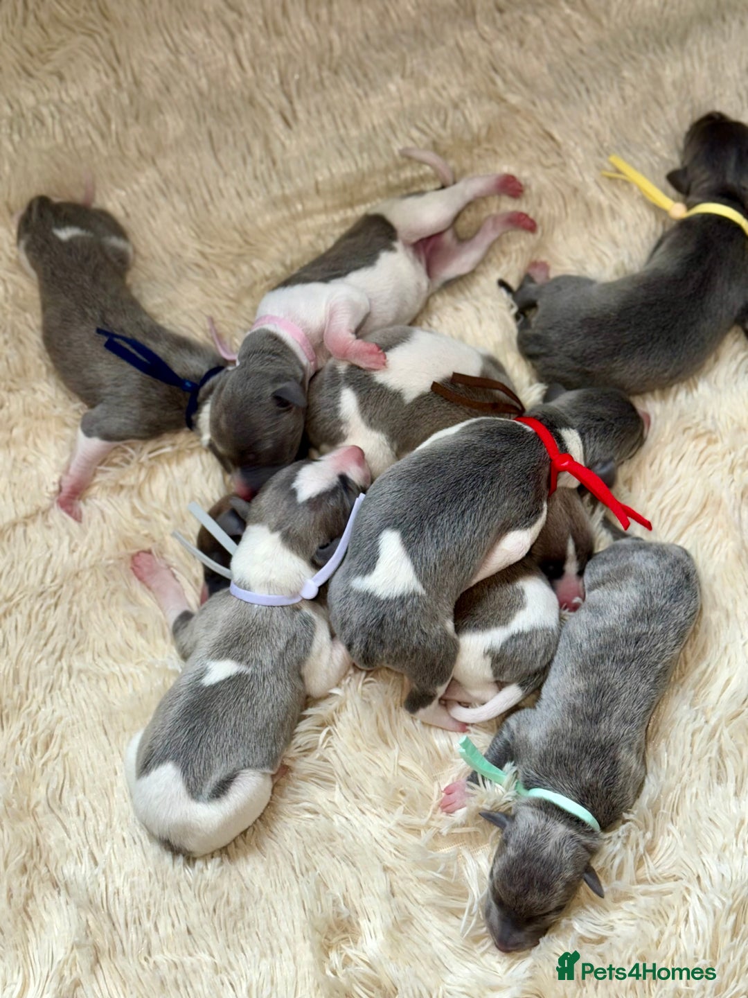 Whippet dogs for sale: 🏡 Ready Saturday! Kennel Club Whippet Puppies 🐾 - Image 9