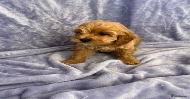 Cavapoo dogs - Advert 3