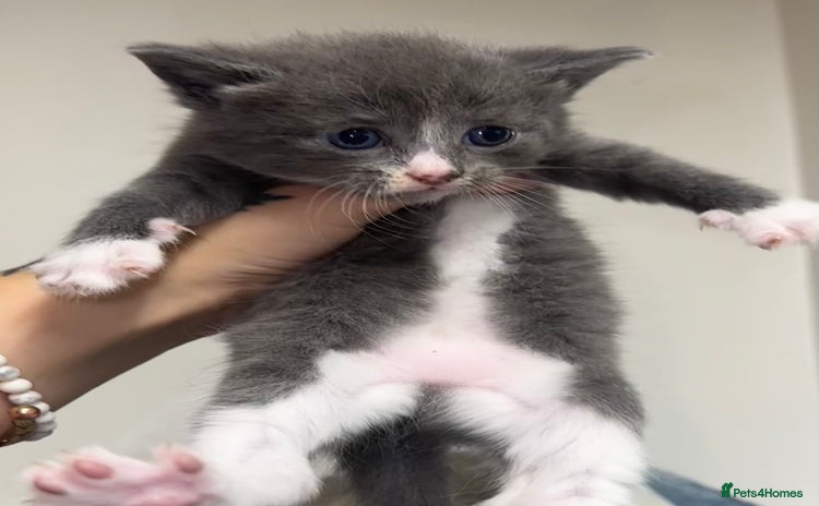 Domestic Shorthair cats - Advert 5