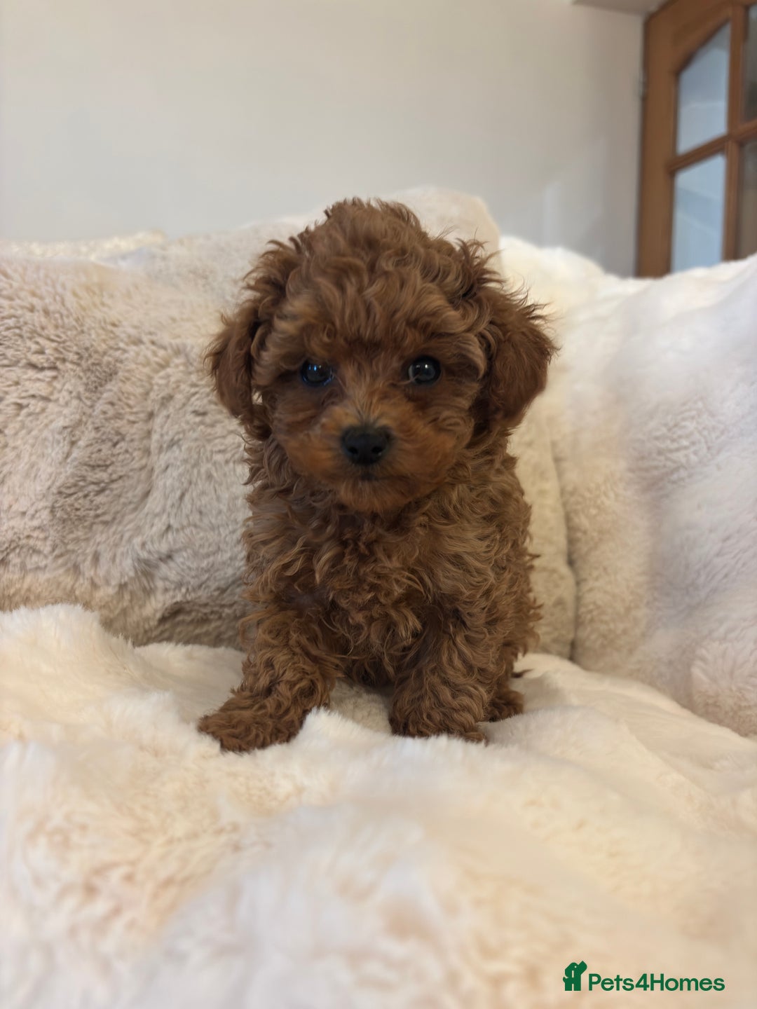 Toy Poodle dogs for sale: Asian x toy poodles available  - Advert 3