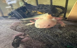 Axolotl reptiles for sale: Axolotl pair  - Image 2