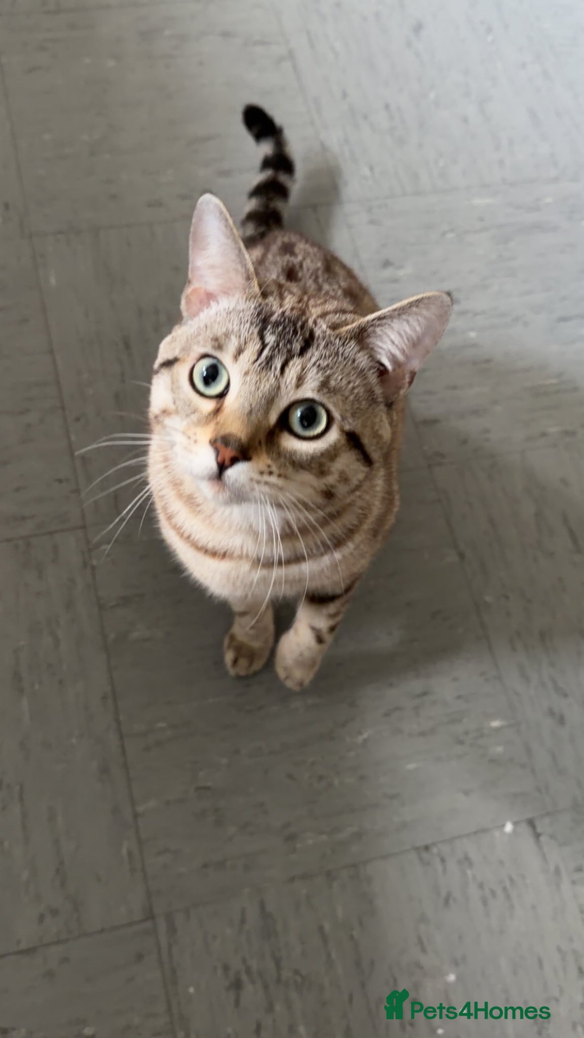 Bengal cats Snow White male bengal  - Advert 1