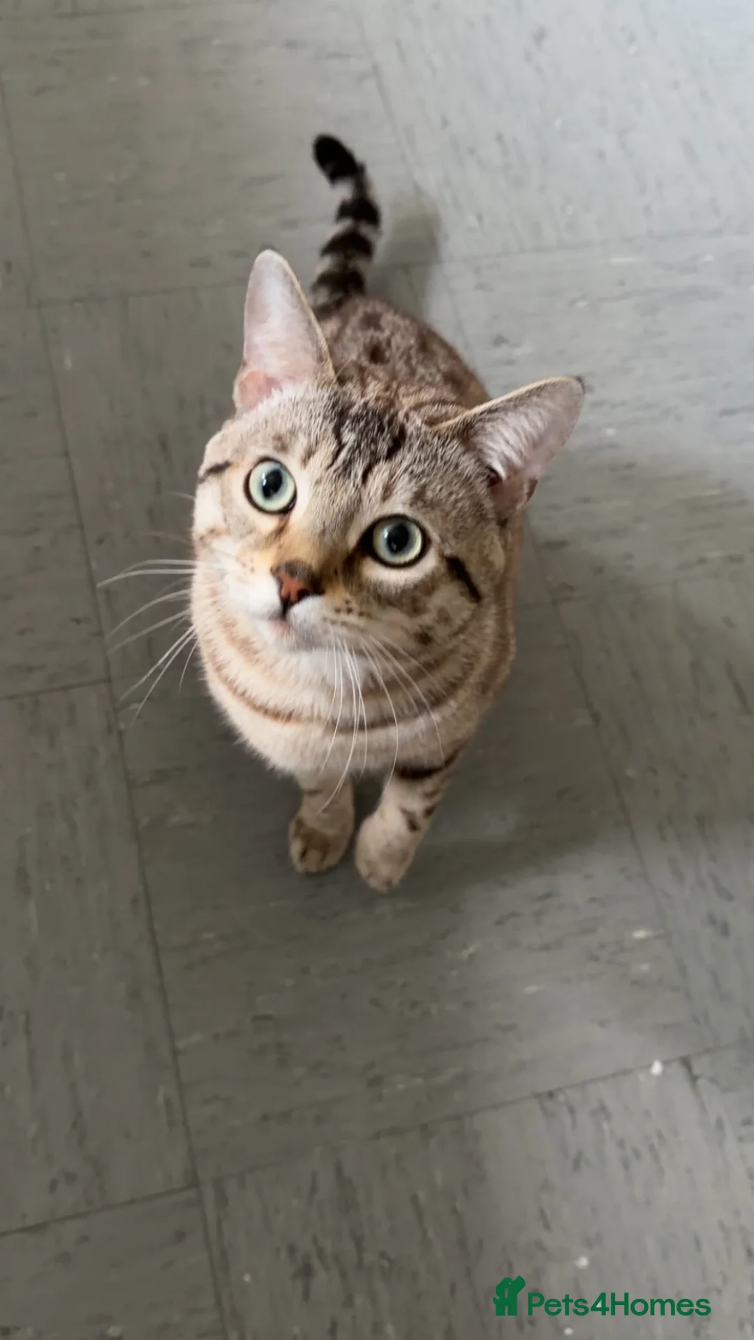 Bengal cats for sale: Snow White male bengal  in Newcastle upon Tyne - Advert 1