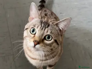 Bengal cats Snow White male bengal - Advert 1