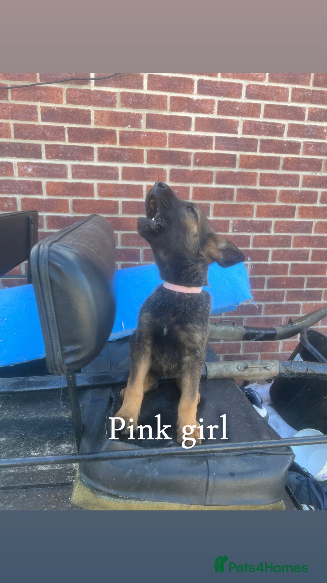 Mixed Breed dogs for sale: 🐾 Only 2 Gorgeous Puppies left Belgian x GSD - Image 4