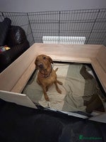Labrador Retriever dogs Fox red labrador pups Glasgow - Advert 2