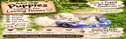 Maltese dogs for sale: 🐾 Adorable Puppies Looking for Loving Homes 🐾 - Advert 1
