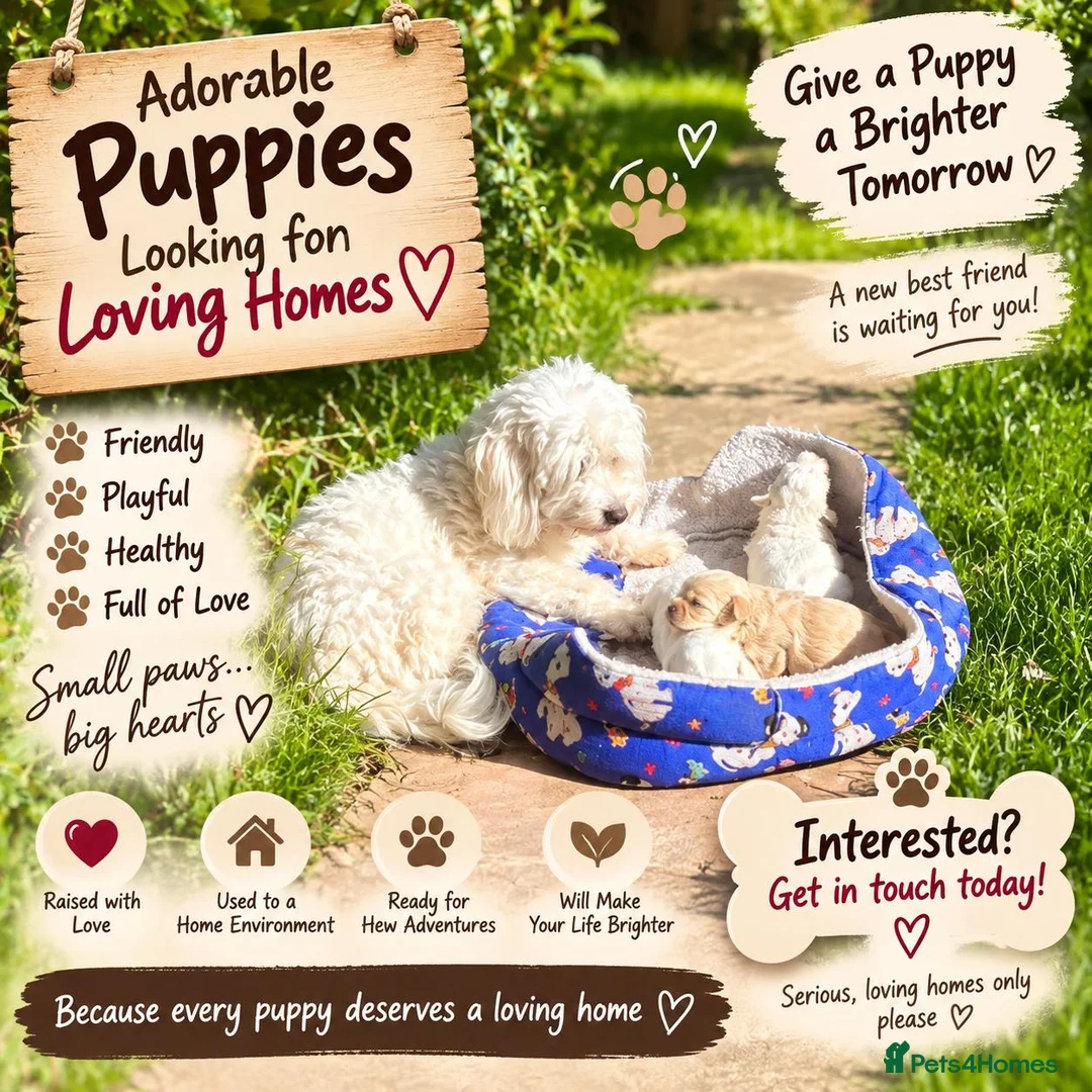 Maltese dogs for sale: 🐾 Adorable Puppies Looking for Loving Homes 🐾 - Advert 1