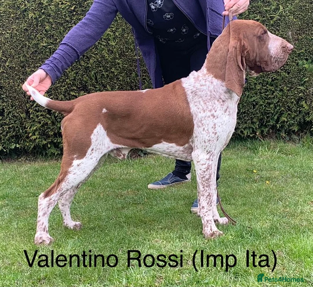 Bracco Italiano dogs for stud: Valentino Rossi Italian Import - Advert 4