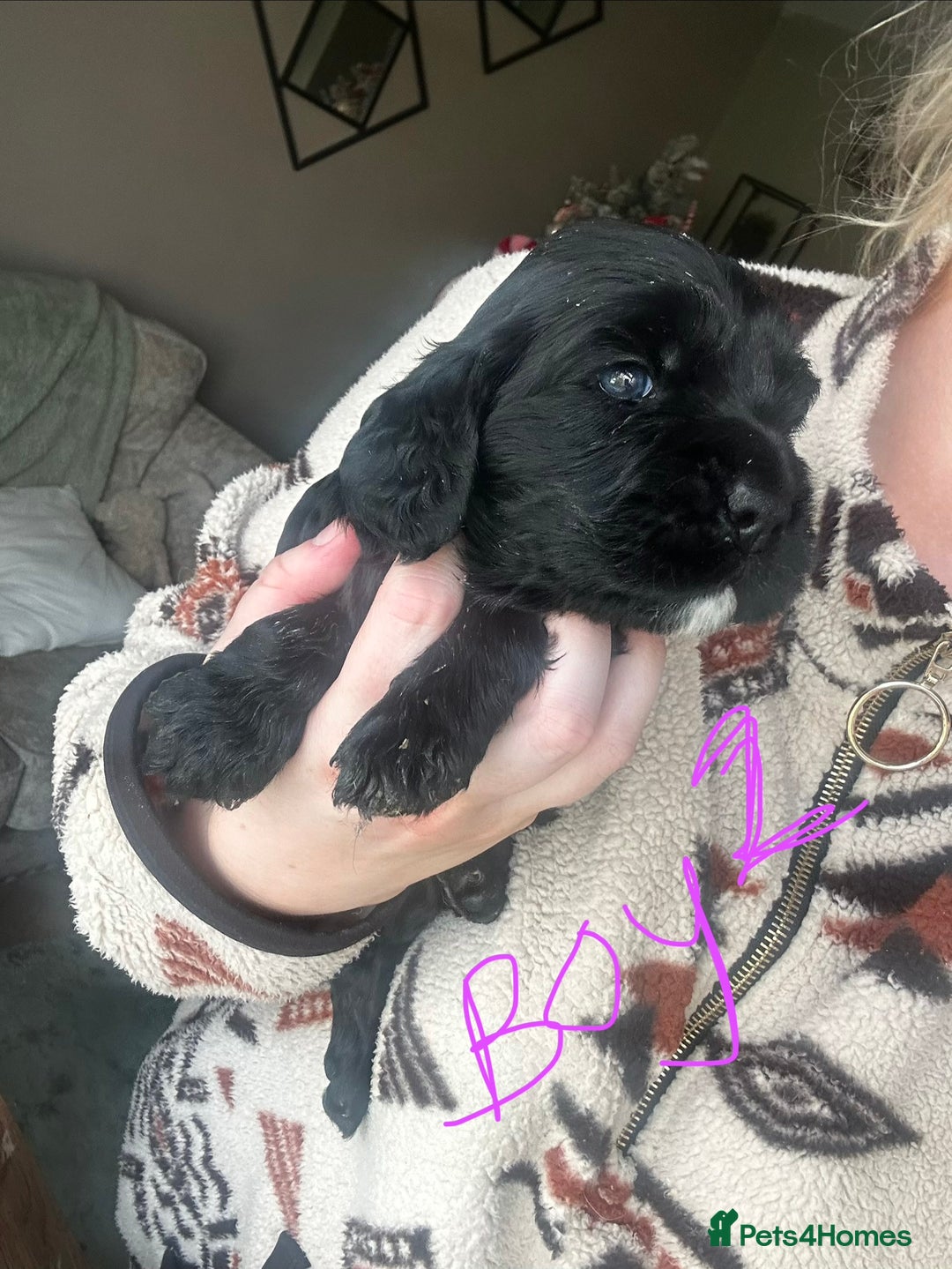 Sprocker dogs for sale: ONE BLACK BOY LEFT❤️‍🩹 - Advert 20