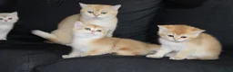 British Shorthair cats for sale: TICA pedigree pure breed golden kittens - Advert 18