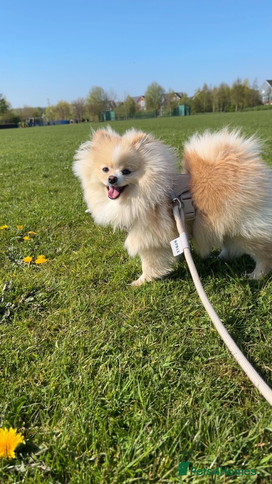 Pomeranian dogs for stud: Pomeranian ready to be stud. - Advert 2