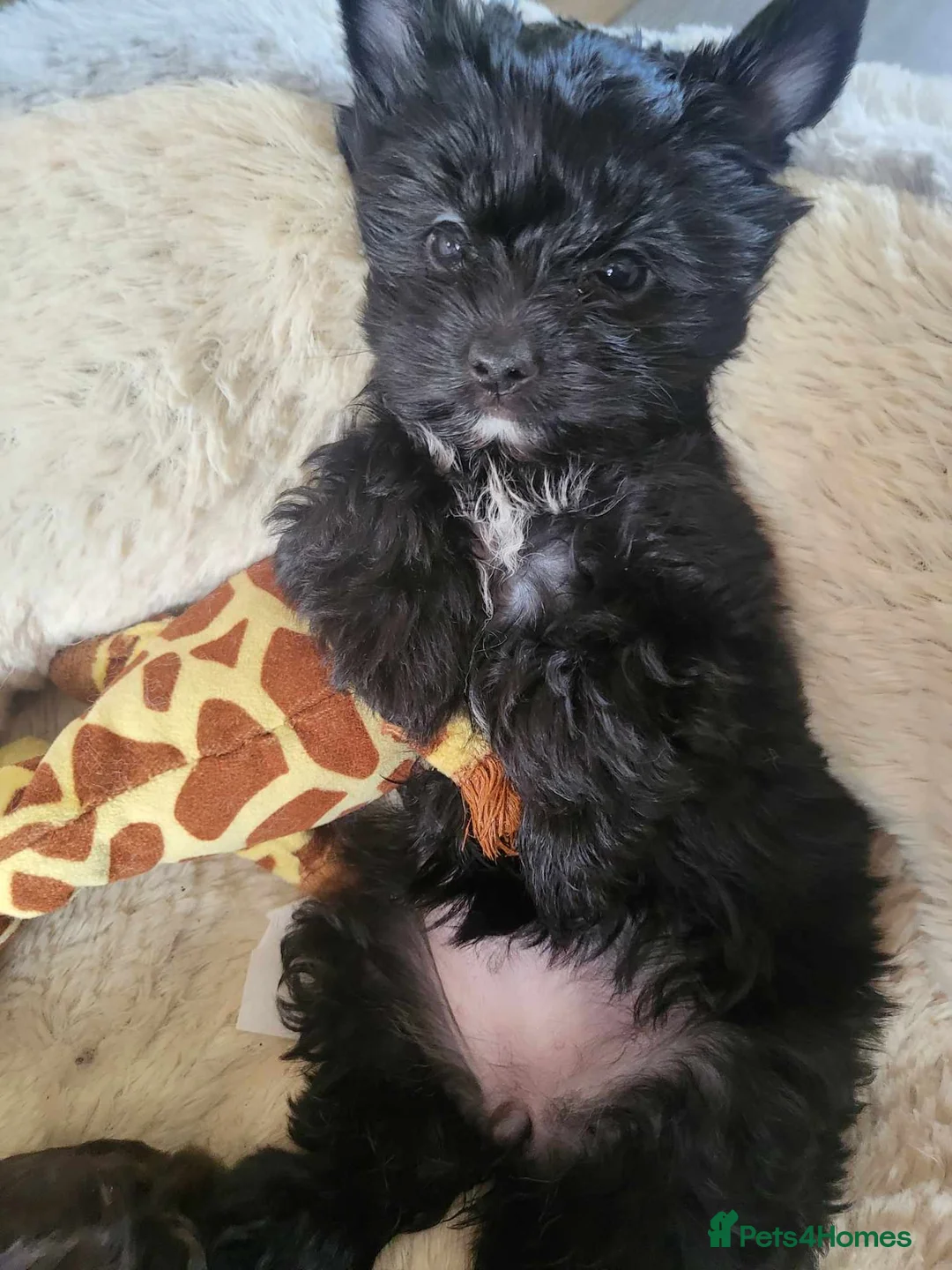 Yorkshire Terrier dogs for stud:  Chocolate Yorkshire Terrier For Stud Only in Blackburn - Advert 4