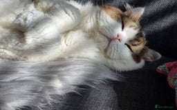 Scottish Fold cats for sale: Scottish Straight Boy Looking For Forever Home🏡❤️ - Image 2