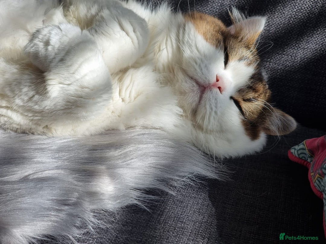 Scottish Fold cats for sale: Scottish Straight Boy Looking For Forever Home🏡❤️ - Image 2