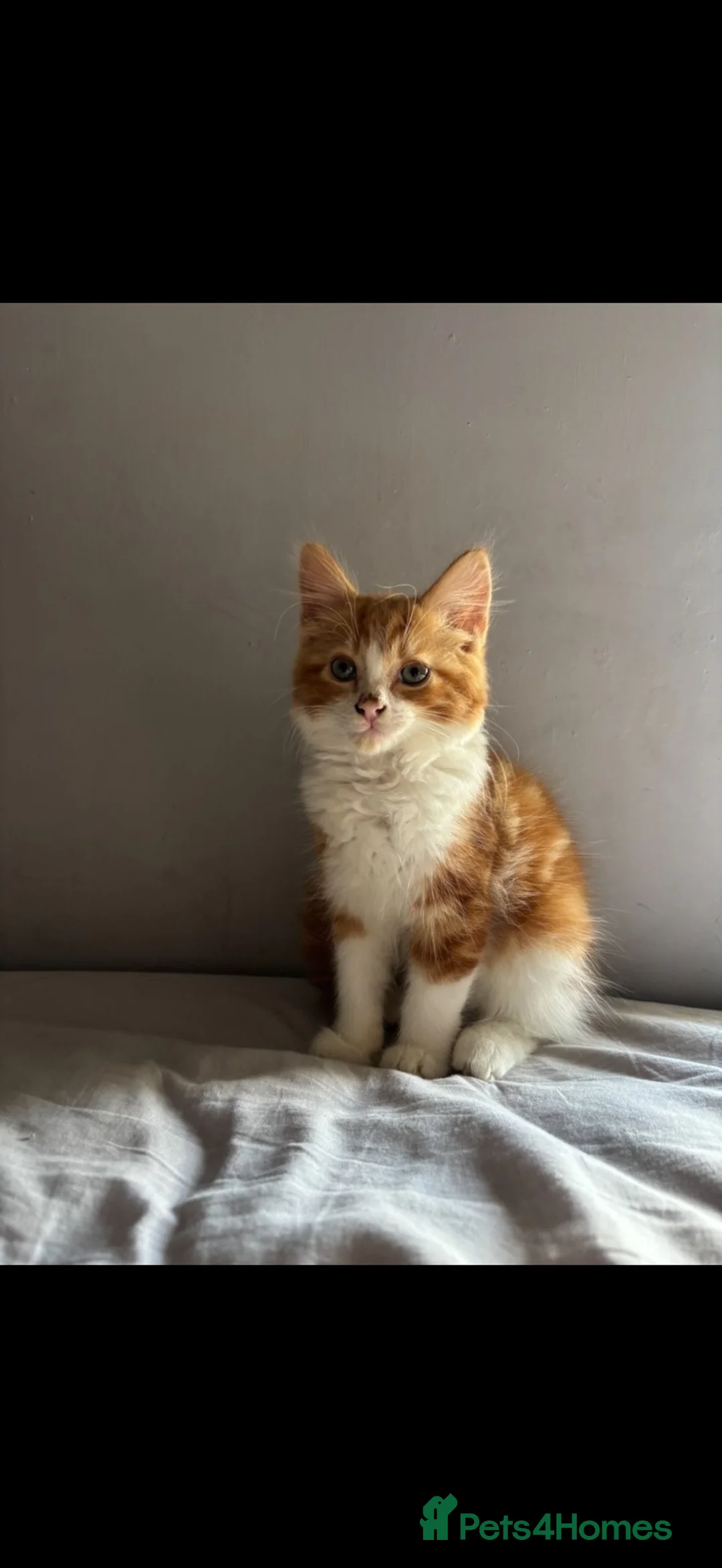 Domestic Shorthair cats for sale: Orange and white domestic shorthair kitten  in Halstead - Advert 2