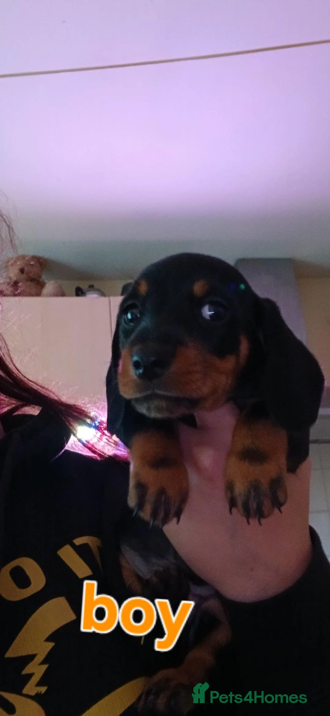 Dachshund dogs for sale: Dachshunds  - Advert 2