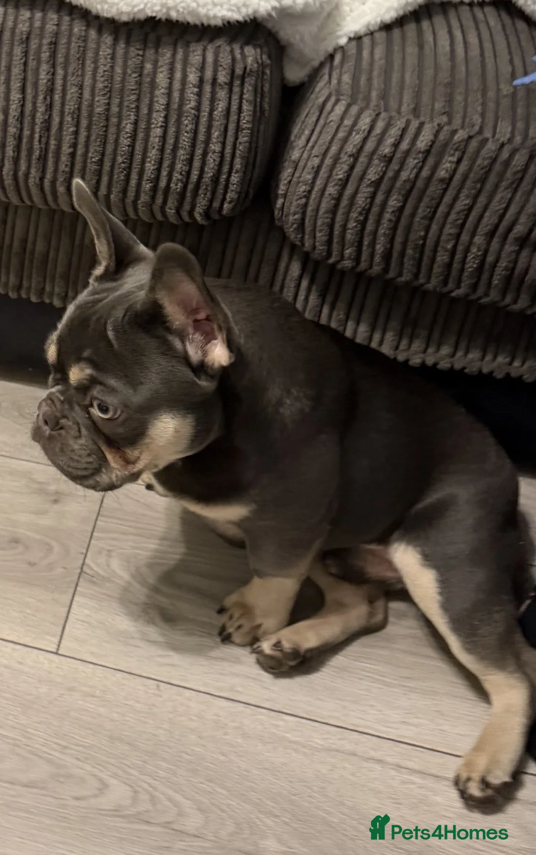 French Bulldog dogs for sale: French Bull Dog (Ronnie) - Advert 3