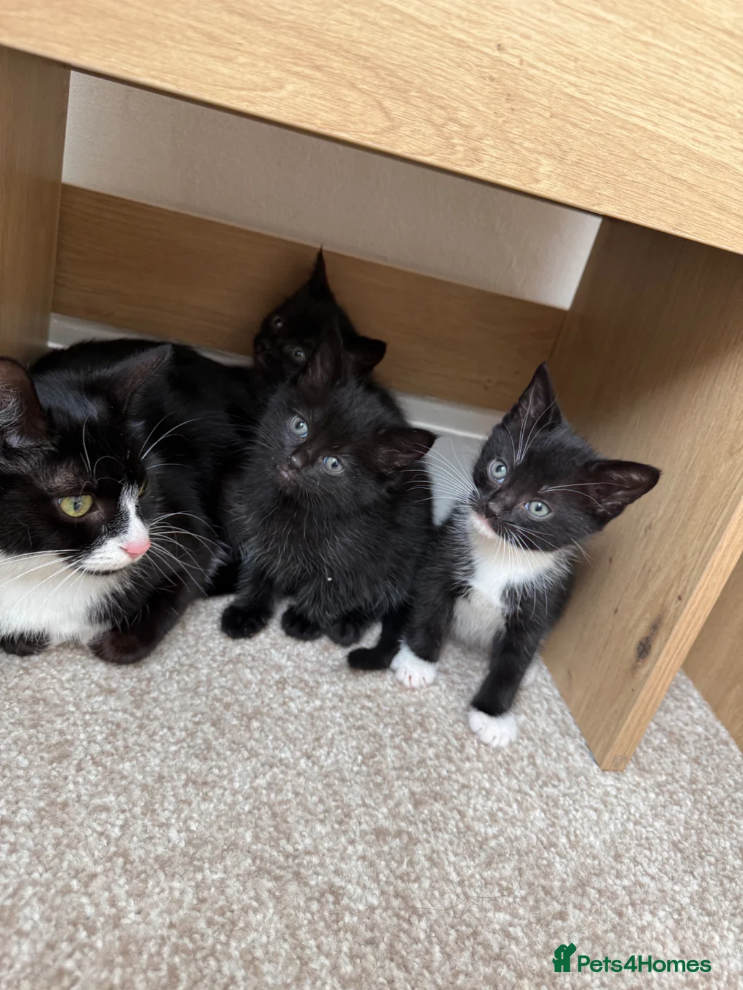Mixed Breed cats for sale: Three beautiful Kittens. Tuxedo and 2 full black. - Advert 1
