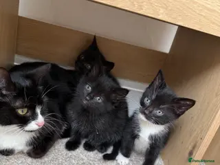 Mixed Breed cats Three beautiful Kittens. Tuxedo and 2 full black. - Advert 2