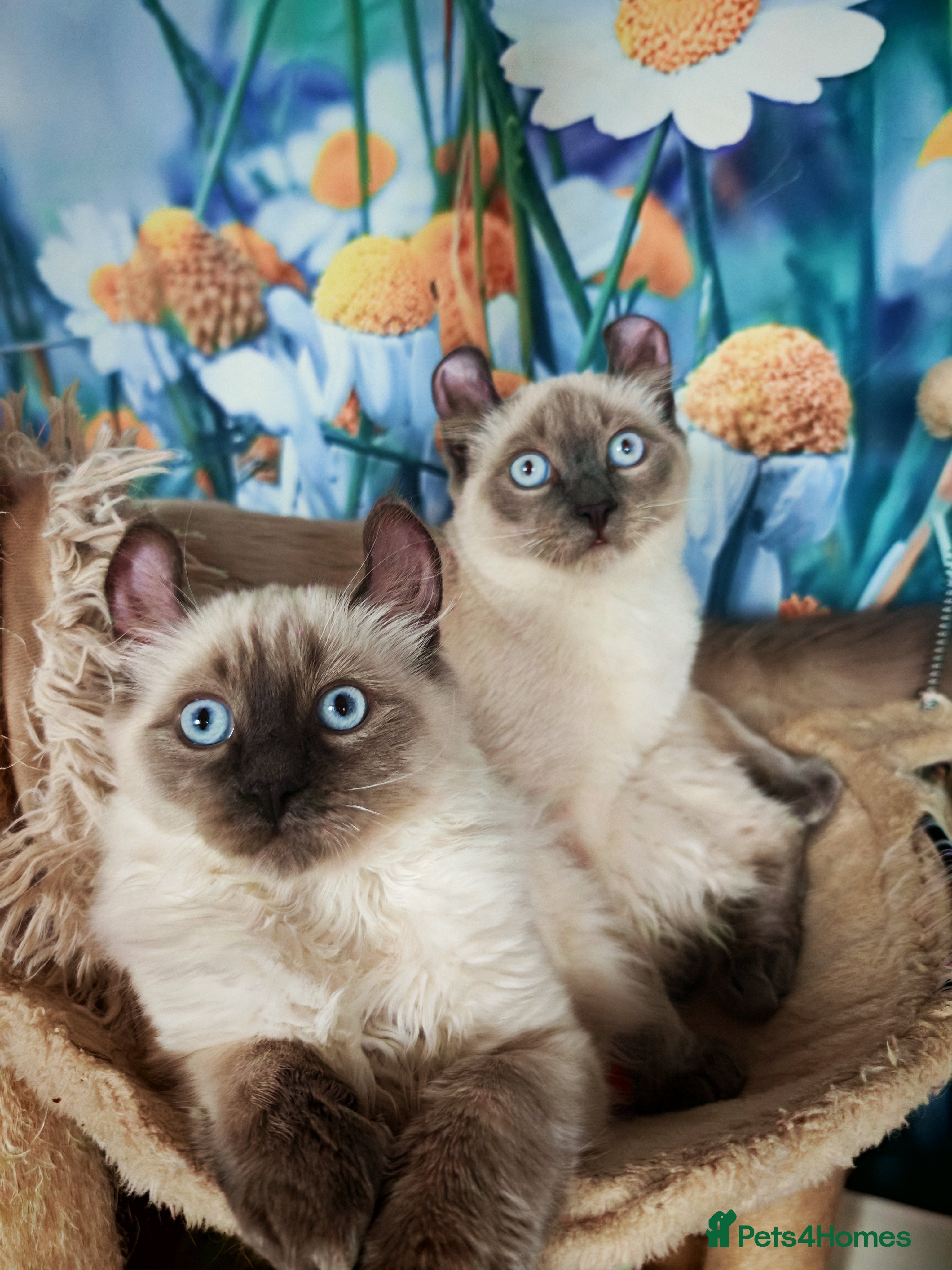 Mixed Breed cats RARE, Unique, Affectionate boys available!  - Advert 2