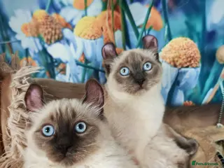 Mixed Breed cats RARE, Unique, Affectionate boys available! - Advert 2