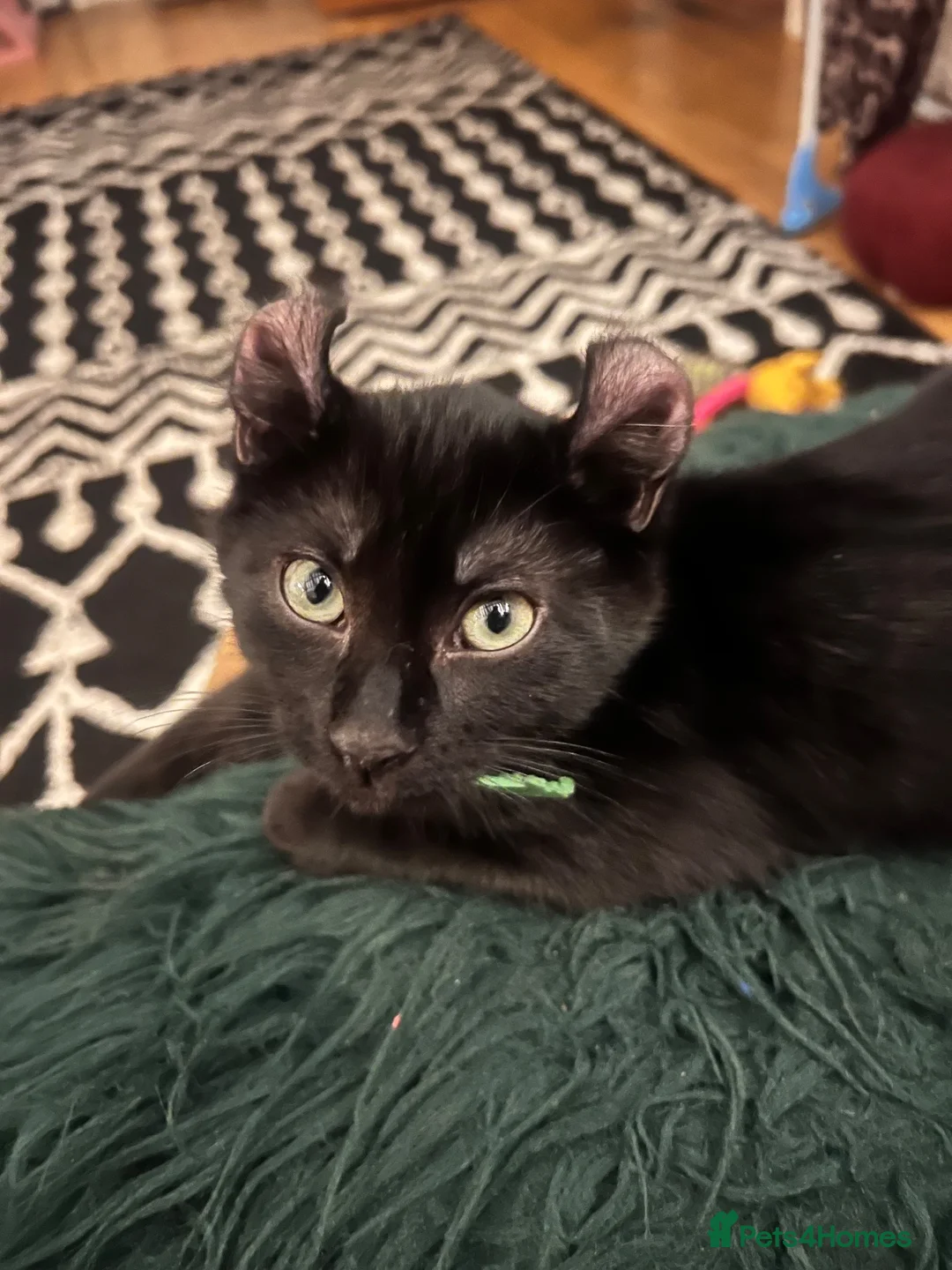 Mixed Breed cats for sale: Last Boy of the Bunch  in Bromyard - Advert 1