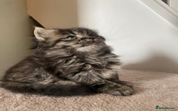 Persian cats for sale: Half Persian Ragdoll Kitten  - Image 1