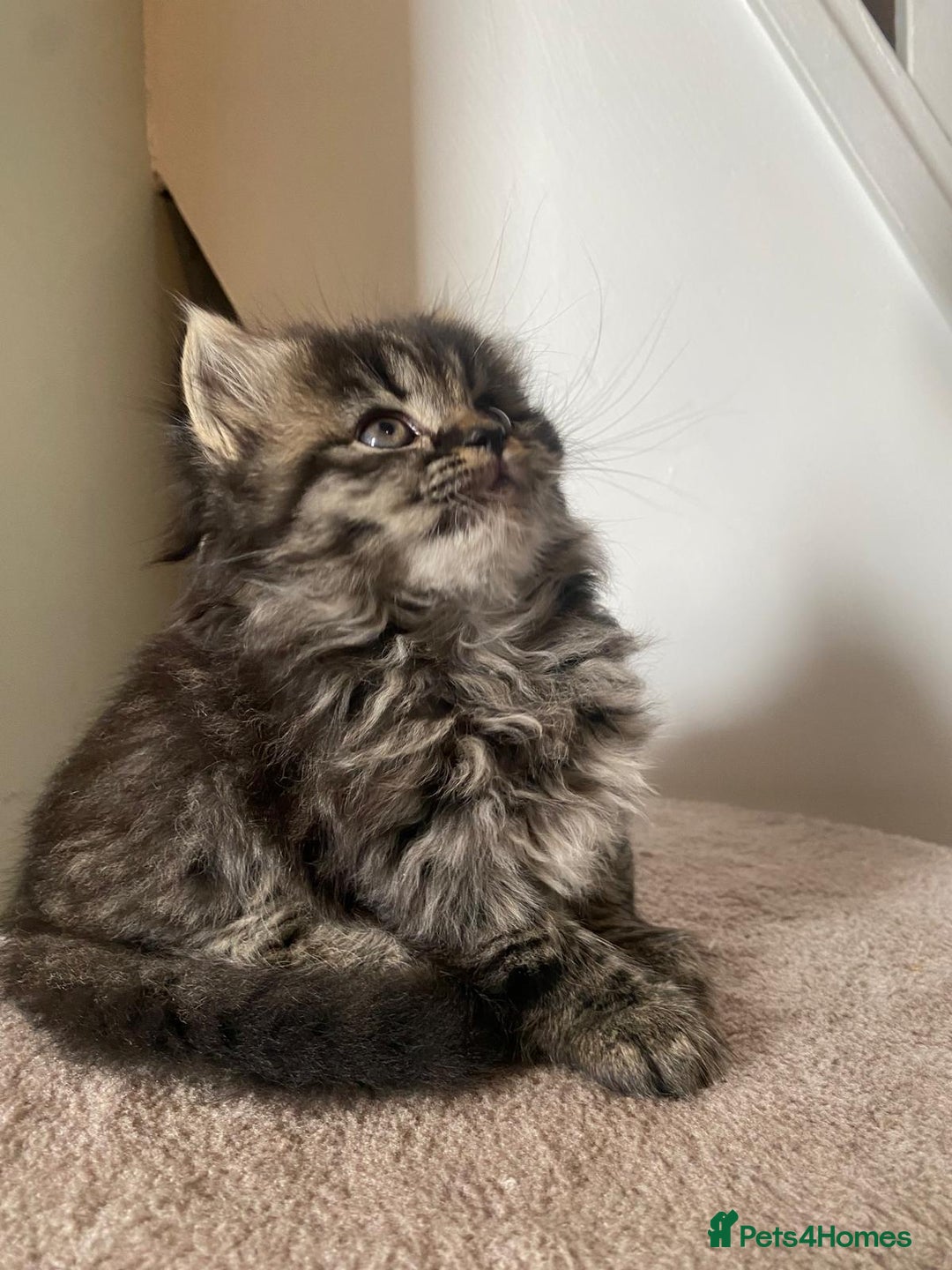 Persian cats for sale: Half Persian Ragdoll Kitten  - Image 1