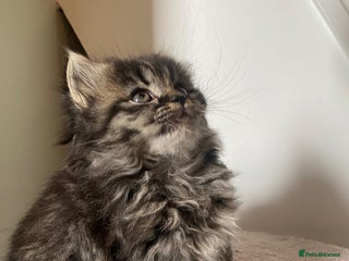 Persian cats - Advert 34