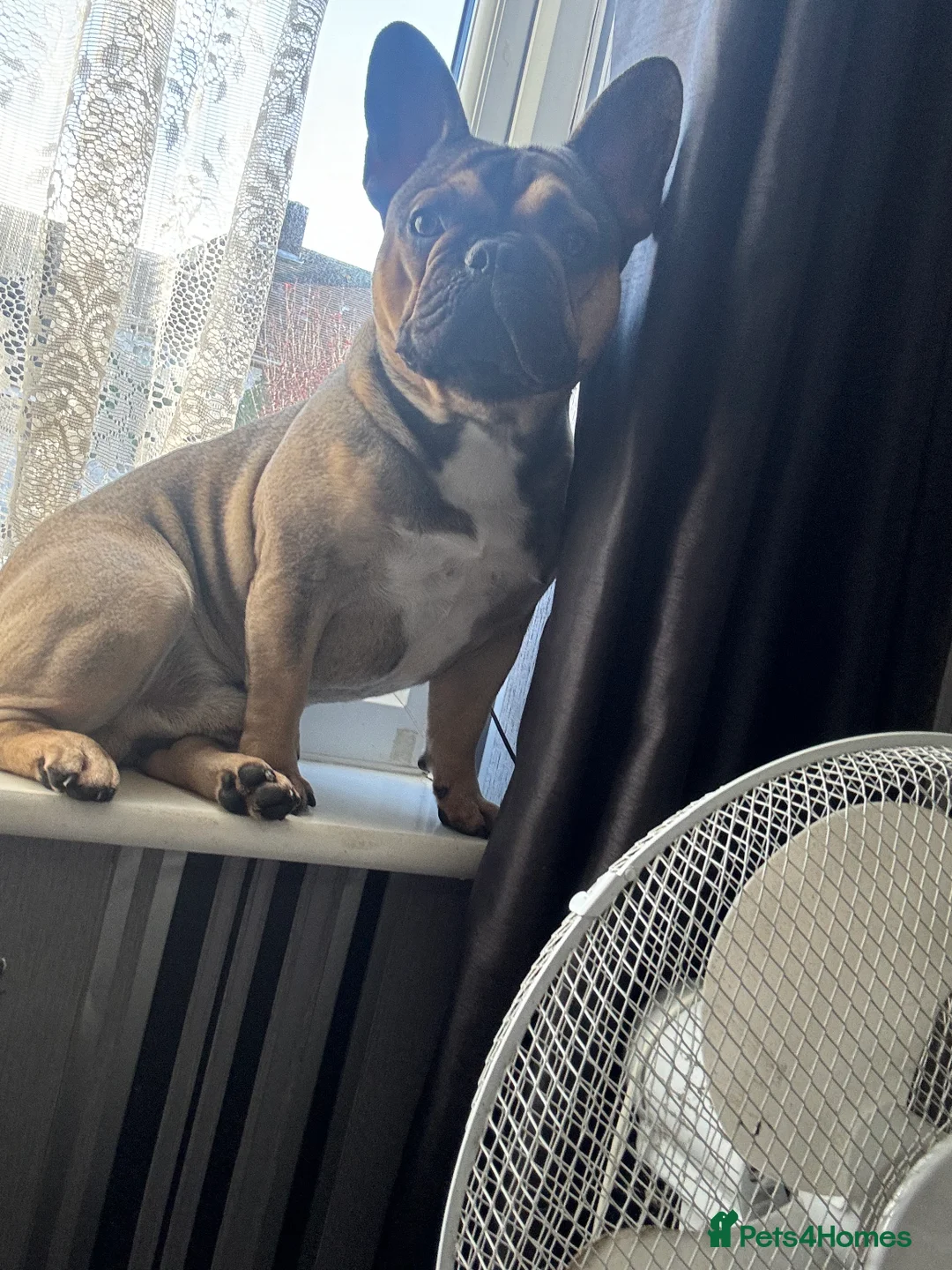 French Bulldog dogs for stud: Bear the frenchie for stud  in Blackpool - Advert 1