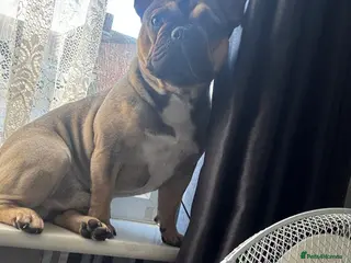 French Bulldog dogs Bear the frenchie for stud in Blackpool - Advert 1