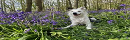 Border Collie dogs for sale: Red, white and tan border collie puppies for sale  in Evesham - Advert 8