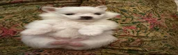 Pomeranian dogs for sale: 1 boy left ready to go  - Advert 11